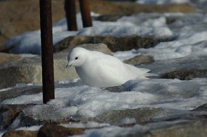 Gull, Ivory, 2008-01247826b Plymouth, MA